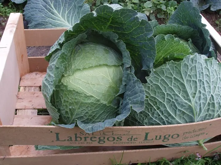 La cooperativa Labregos de Lugo suministrar&aacute; verduras para los pur&eacute;s Galifresh.