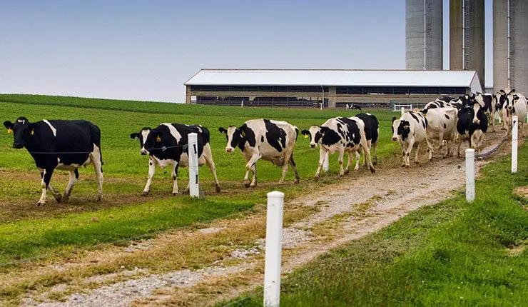 Preto dun terzo dos beneficiarios das axudas de Medio Rural corresponden ao sector l&aacute;cteo.