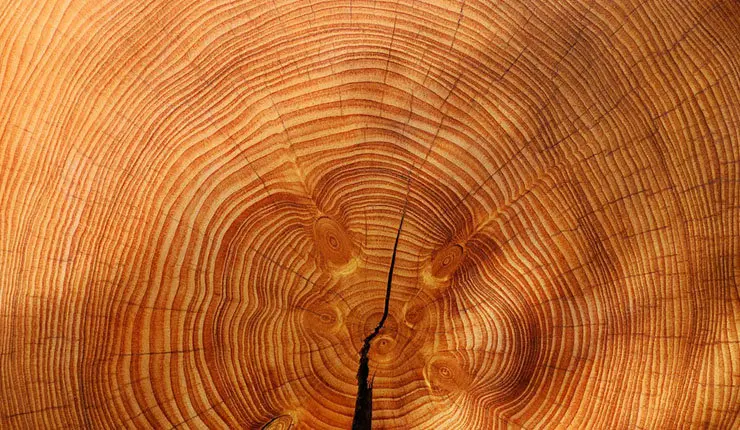 El proyecto Timbertrack pretende dise&ntilde;ar y desarrollar un sistema de etiquetado que identifique un&iacute;vocamente a la madera como materia prima.