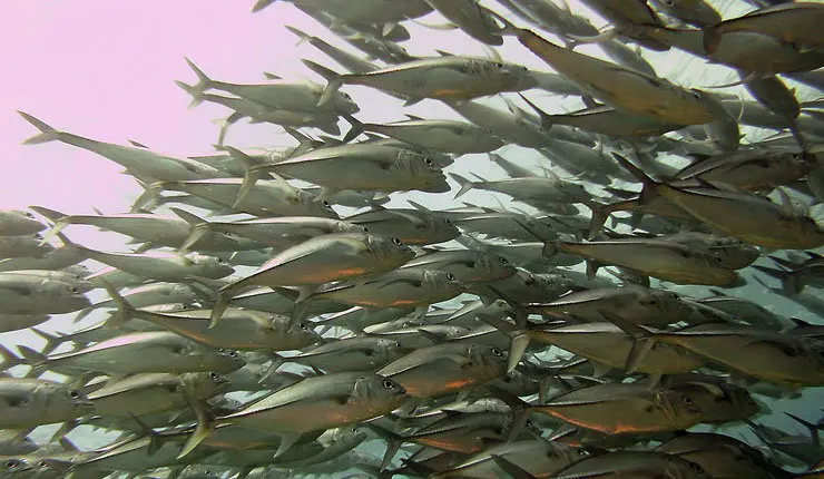El objetivo principal del proyecto es garantizar pescado nutritivo, seguro y sostenible para los consumidores del futuro.