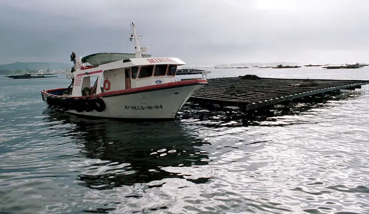 A Conseller&iacute;a do Mar destina preto de 18 mill&oacute;ns de euros a axudas no &aacute;mbito da acuicultura./YOLANDA.