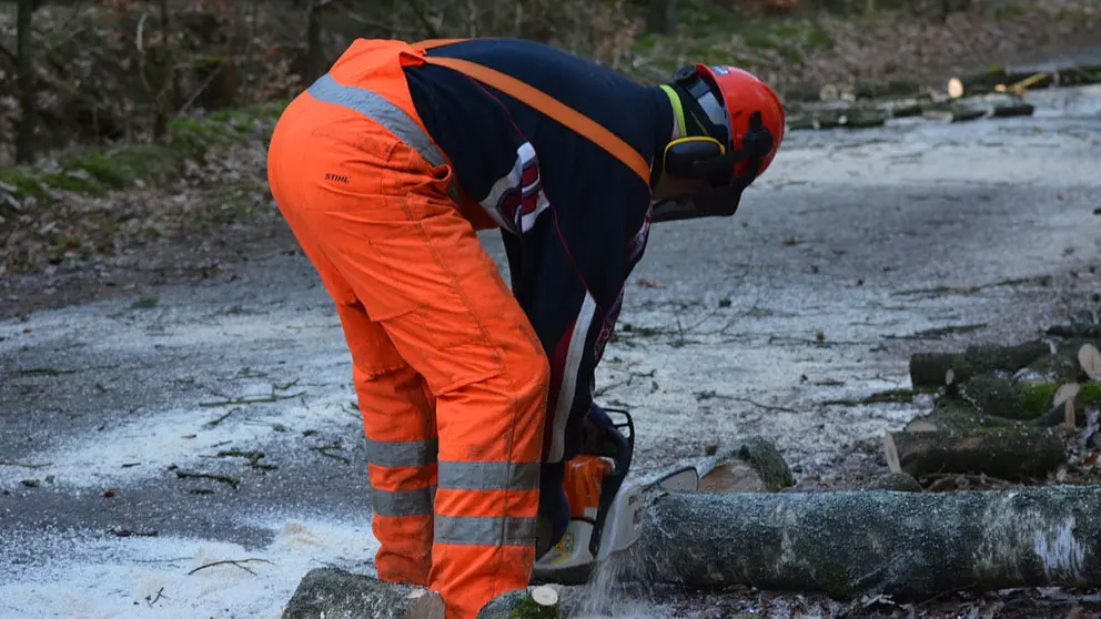 As axudas incl&uacute;en a realizaci&oacute;n de obradoiros duais forestais.