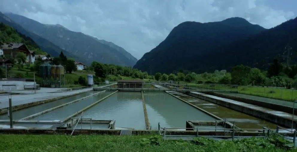 Anfaco-Cecopesca forma parte del proyecto GAIN,&nbsp;&ldquo;Green Aquaculture Intensification in Europe&rdquo;.
