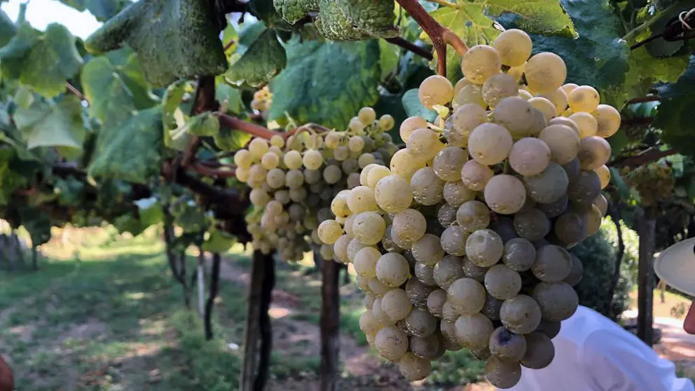 Los prescriptores visitaron vi&ntilde;edos de las tres subzonas de la D.O. R&iacute;as Baixas, a punto para la vendimia.