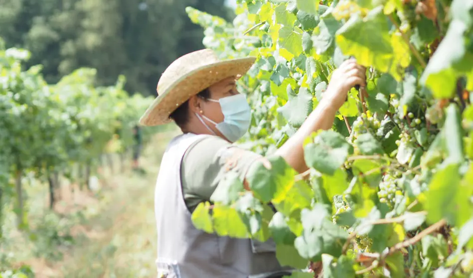 Os cursos de viticultura incluir&aacute;n visitas a un vi&ntilde;edo e unha adega nunha comarca vitivin&iacute;cola galega.