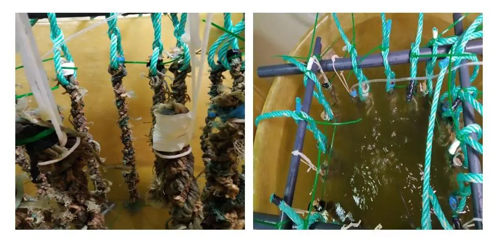 Proceso de fijaci&oacute;n de la semilla de mejill&oacute;n en cuerdas.