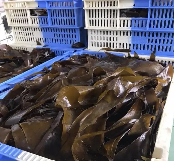 A empresa  H.Q. Seaweed S.L., polo que introduciron novos procesos para a produci&oacute;n, comercializaci&oacute;n e distribuci&oacute;n de algas mari&ntilde;as galegas.