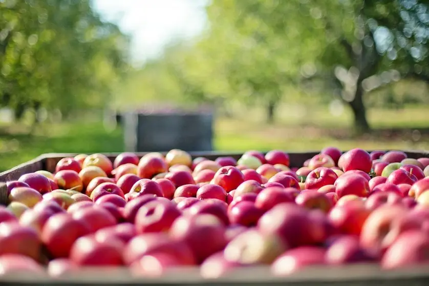 El programa formativo apoyar&aacute; a emprendedores que  tienen o quieren iniciar una actividad relacionada con el sector agrario, agroalimentario o forestal.