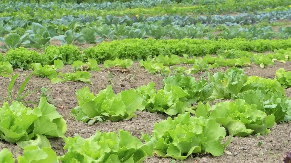 Seg&uacute;n datos del Craega, la superficie ecol&oacute;gica en Galicia ha crecido un 127% en los &uacute;ltimos diez a&ntilde;os.