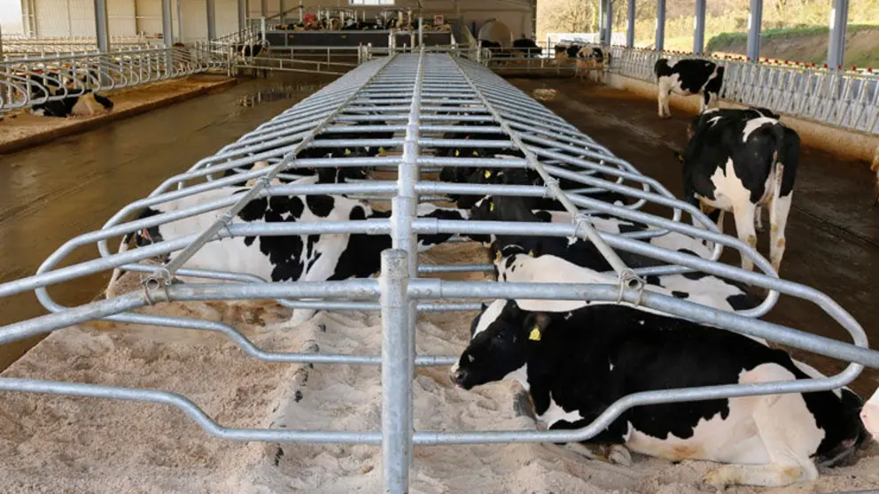 Arenas Q-Bed para el descanso de vacas en estabulaci&oacute;n libre.