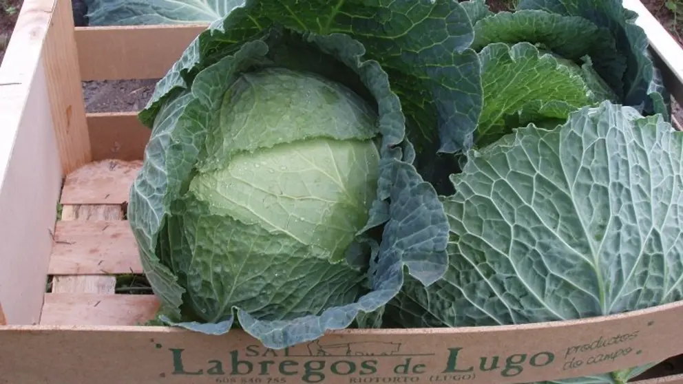 La cooperativa Labregos de Lugo suministrar&aacute; verduras para los pur&eacute;s Galifresh.