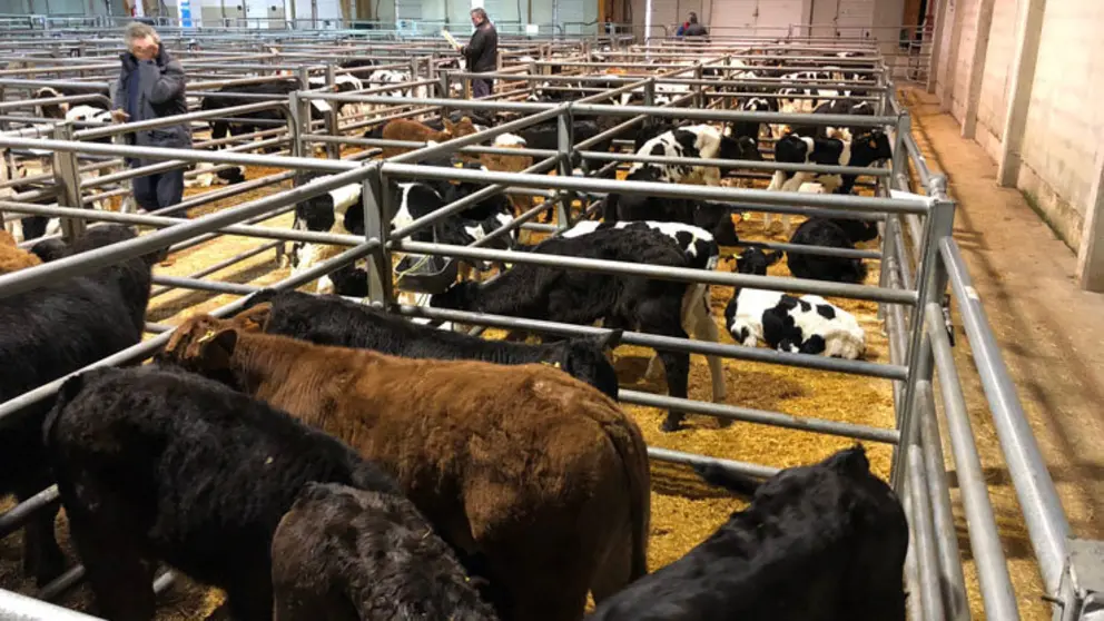 Animales en una de las subastas en la Central Agropecuaria de Galicia.
