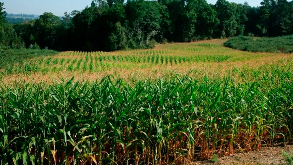 Fincas restauradas por Erimsa en Frades, en la comarca de Ordes.