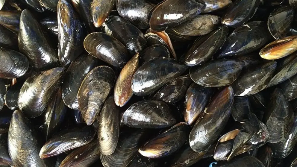 20180713_mejillones
