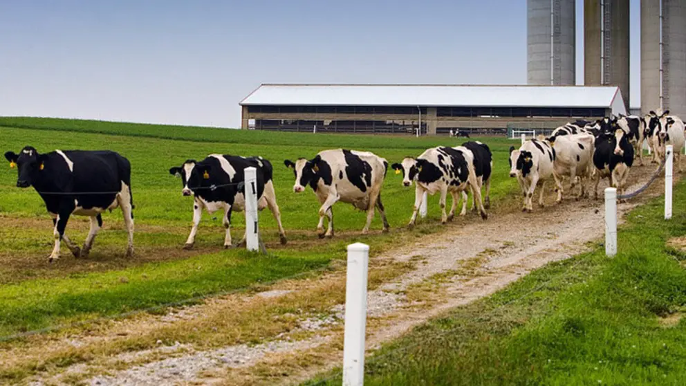 Preto dun terzo dos beneficiarios das axudas de Medio Rural corresponden ao sector l&aacute;cteo.