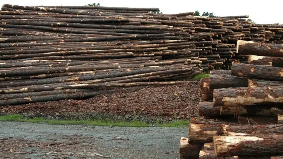 Las ayudas apoyar&aacute;n proyectos de segunda transformaci&oacute;n de la madera, carpinter&iacute;a, f&aacute;bricas de muebles y contract.