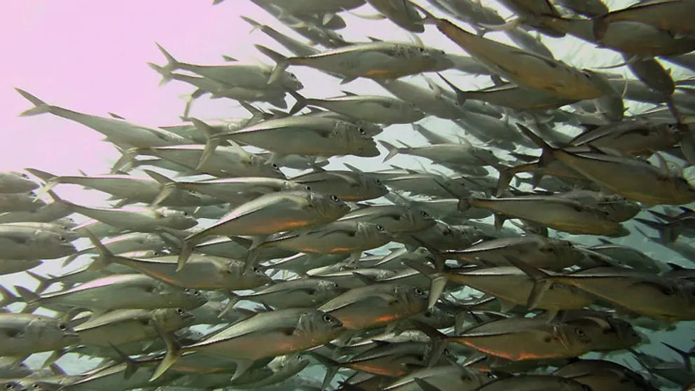 El objetivo principal del proyecto es garantizar pescado nutritivo, seguro y sostenible para los consumidores del futuro.
