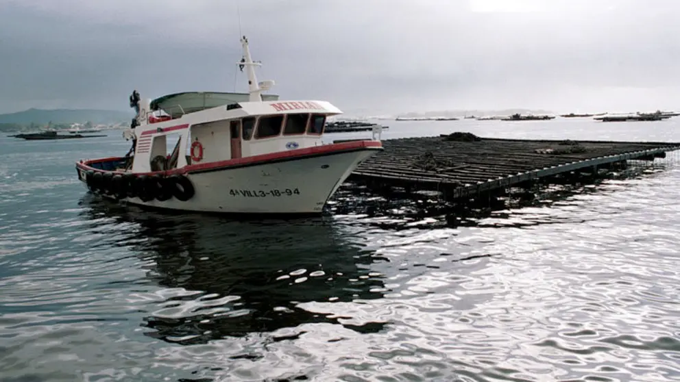 A Conseller&iacute;a do Mar destina preto de 18 mill&oacute;ns de euros a axudas no &aacute;mbito da acuicultura./YOLANDA.