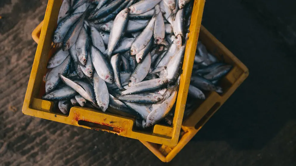 20190208_pescado