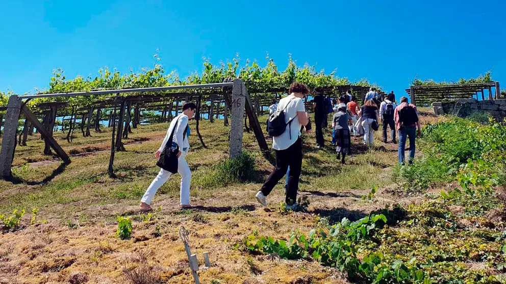 Prescriptores alemanes visitando uno de los vi&ntilde;edos de la D.O. R&iacute;as Baixas.