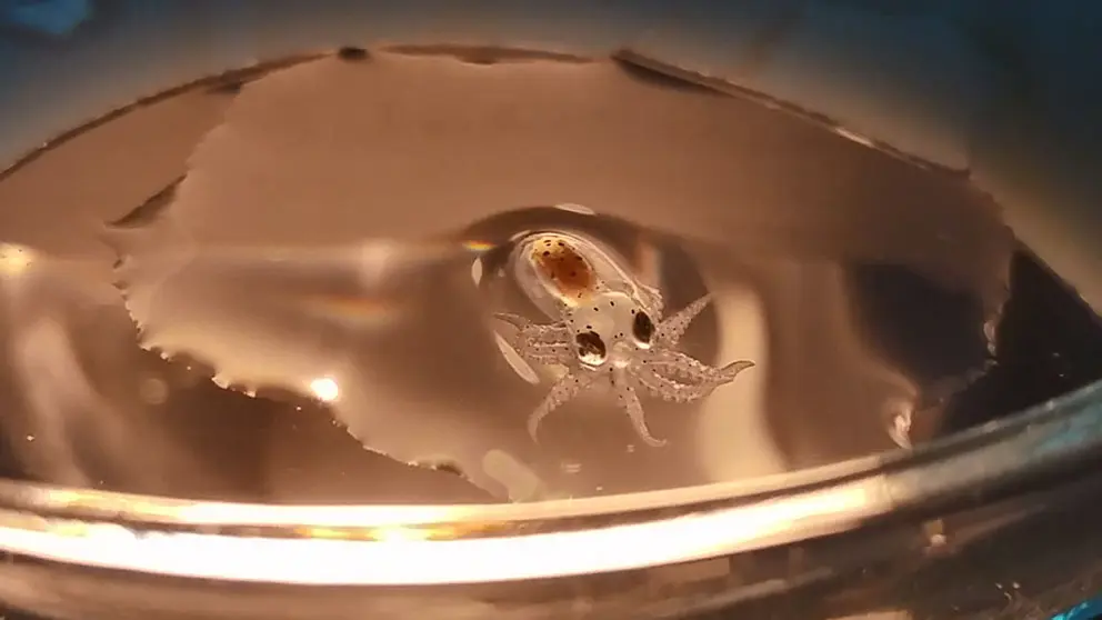 Investigadores de Pescanova han  ha logrado que el pulpo nacido en acuicultura no solo llegue a
su edad adulta sino que tambi&eacute;n comience a reproducirse e