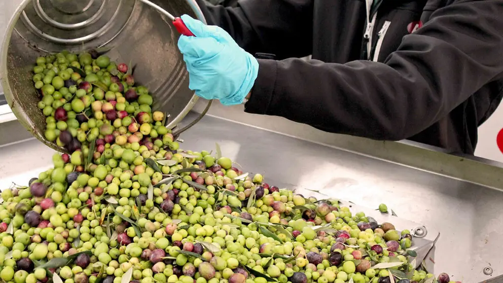 Aceitunas cosechadas por Aceites Abril.