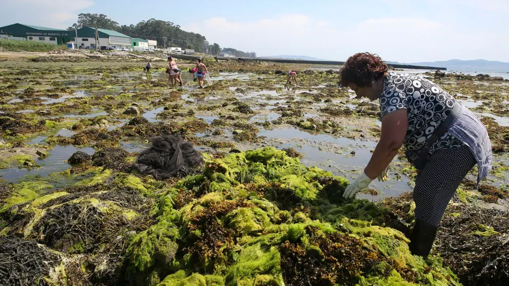 El proyecto promueve la investigaci&oacute;n y la innovaci&oacute;n en la explotaci&oacute;n de las macroalgas en Galicia y Portugal./ALGALUP.