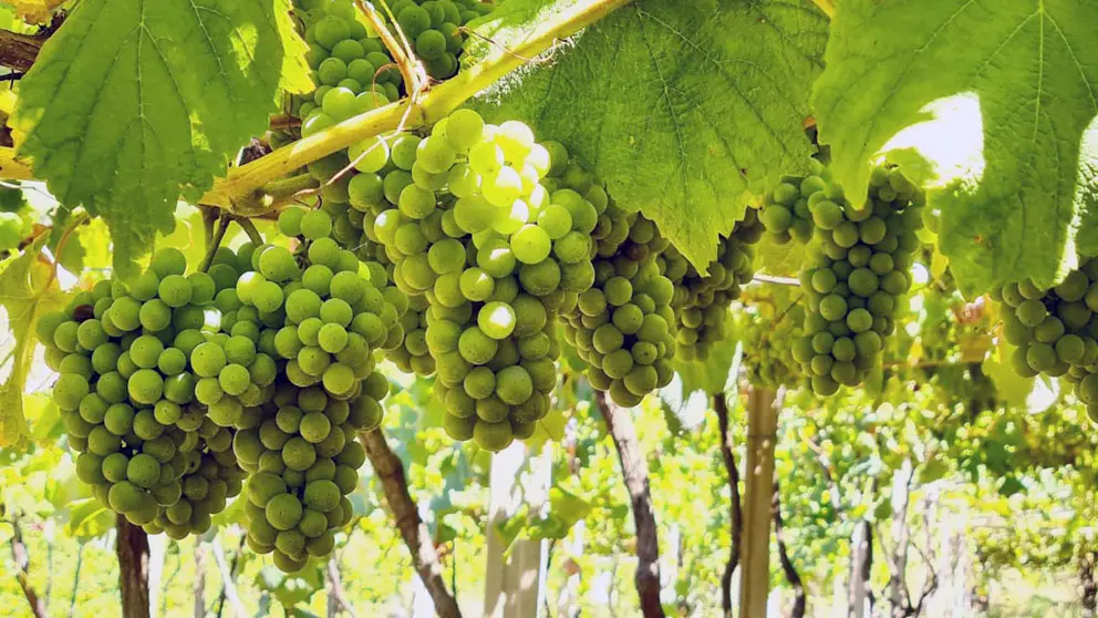 Un vi&ntilde;edo de R&iacute;as Baixas.