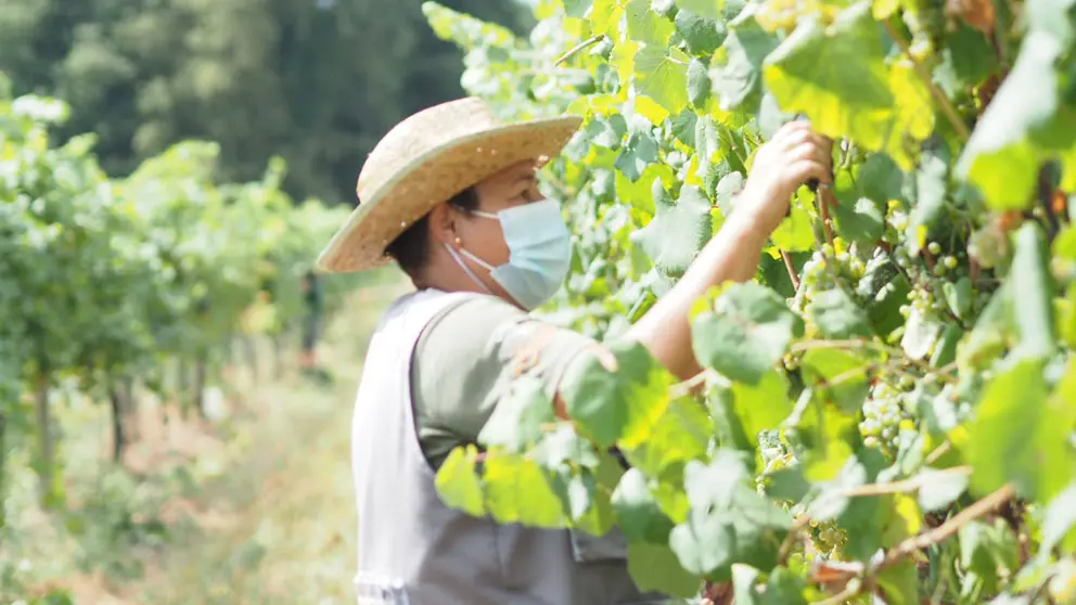 Os cursos de viticultura incluir&aacute;n visitas a un vi&ntilde;edo e unha adega nunha comarca vitivin&iacute;cola galega.