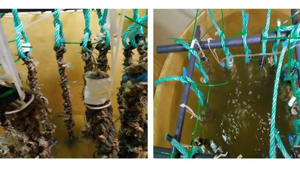 Proceso de fijaci&oacute;n de la semilla de mejill&oacute;n en cuerdas.