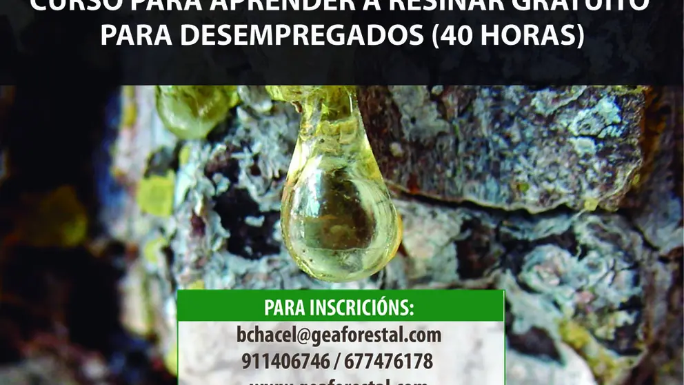 Los cursos de formaci&oacute;n para aprender a resinar se impartir&aacute;n en Celanova y Lugo.