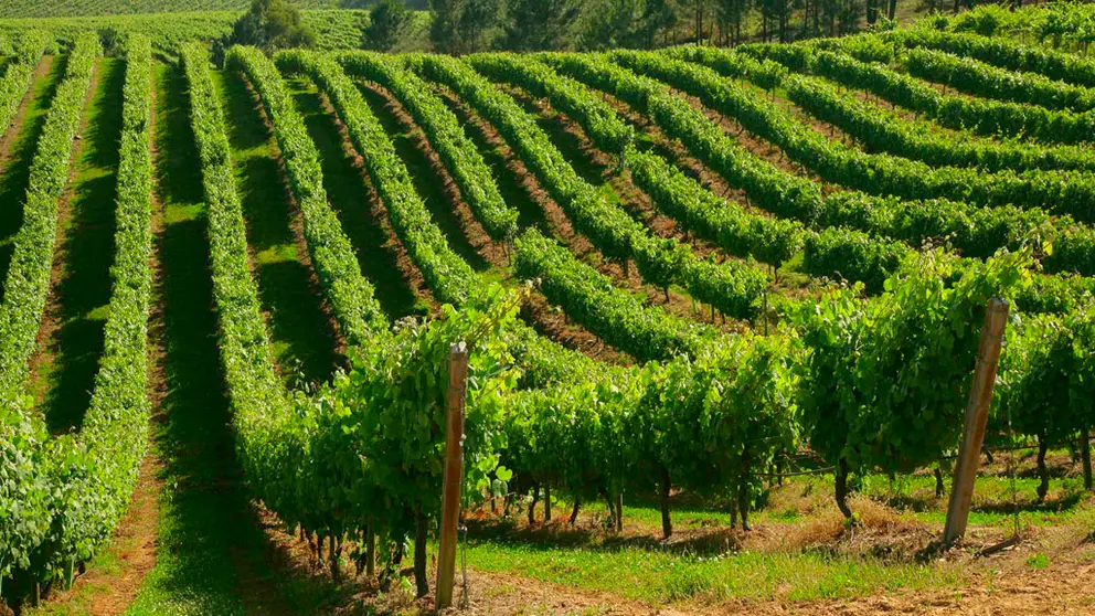 Vi&ntilde;edos de Terras Gauda.
