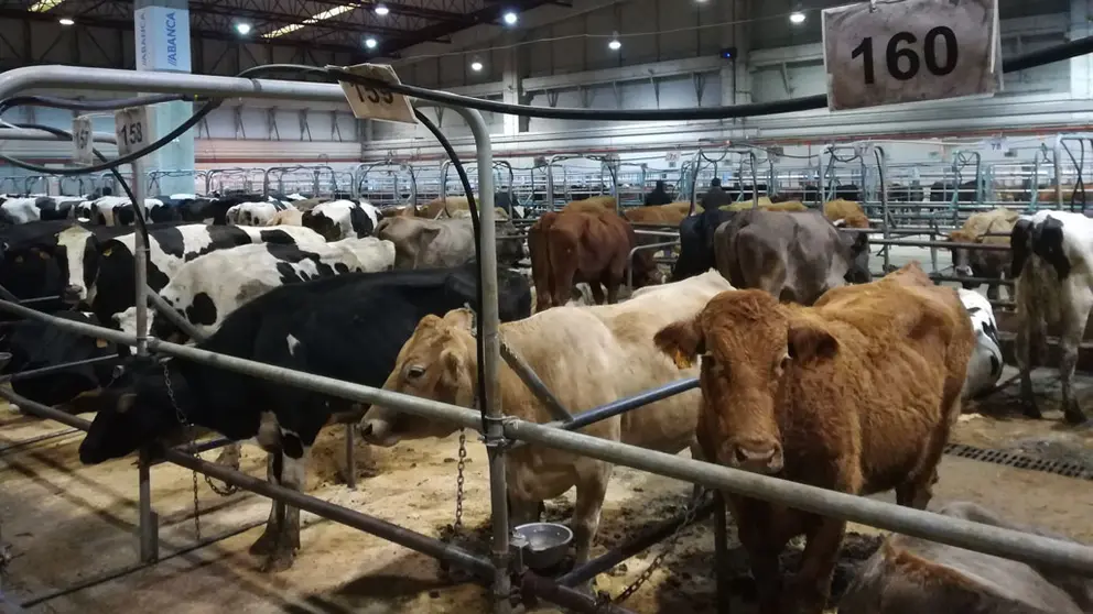 34.976 reses asistieron a las subastas en la Central Agropecuaria de Galicia durante 2020.