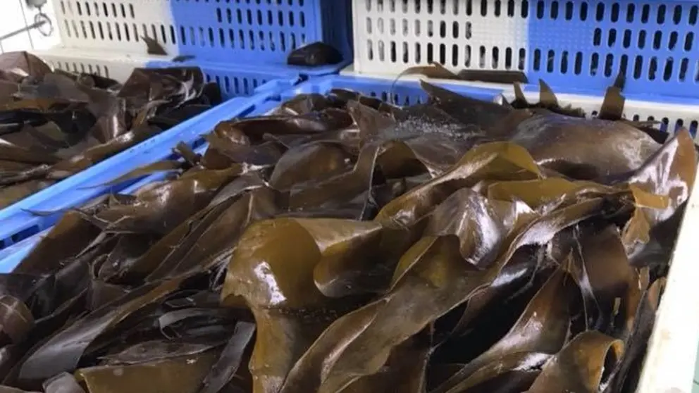 A empresa  H.Q. Seaweed S.L., polo que introduciron novos procesos para a produci&oacute;n, comercializaci&oacute;n e distribuci&oacute;n de algas mari&ntilde;as galegas.