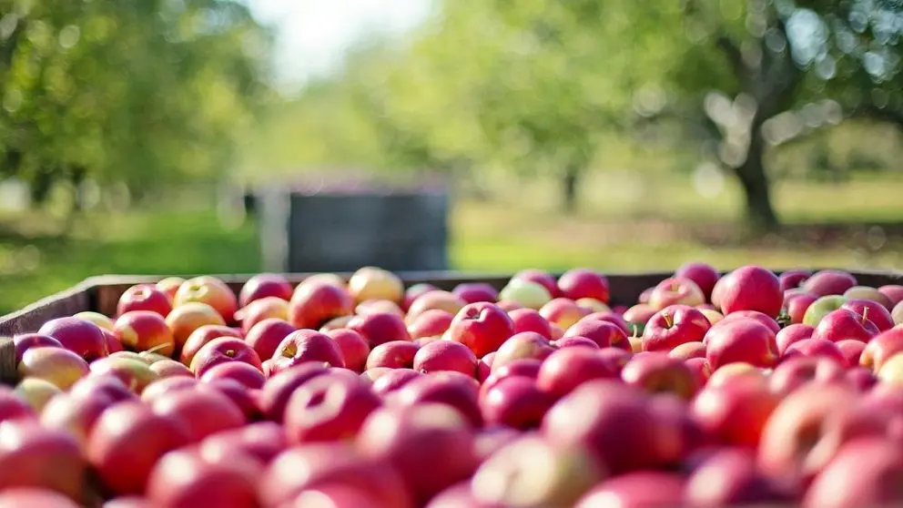 El programa formativo apoyar&aacute; a emprendedores que  tienen o quieren iniciar una actividad relacionada con el sector agrario, agroalimentario o forestal.