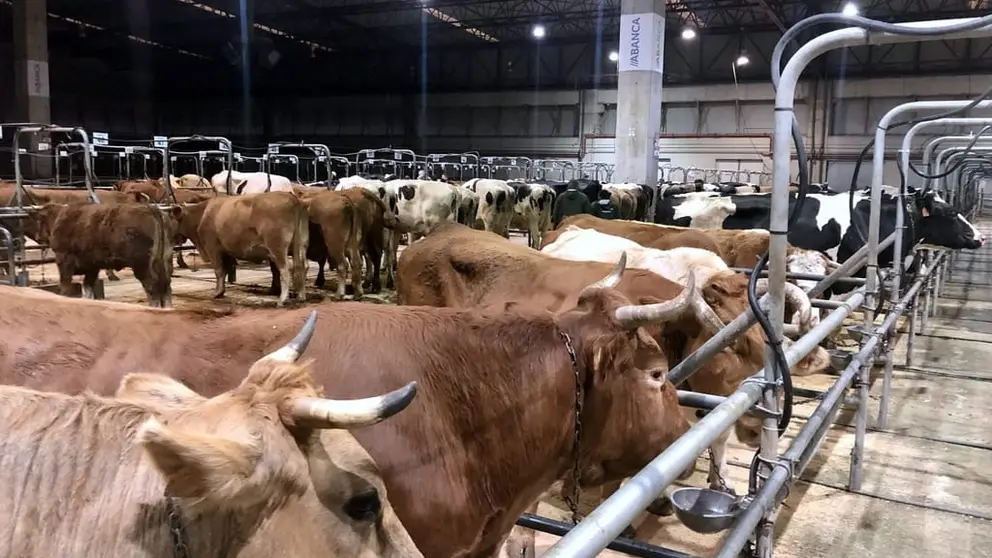 Reses en la &uacute;ltima sesi&oacute;n del a&ntilde;o en la Central Agropecuaria de Galicia.