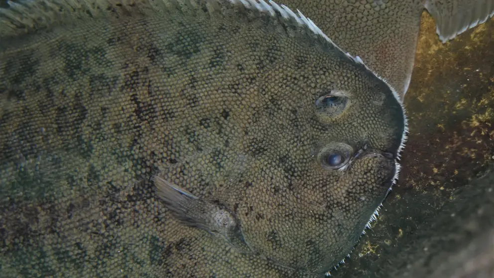 El proyecto del CETGA mejora el bienestar de los peces en cultivo.